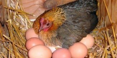 Briga o kokoši nesilicama kod kuće, za početnike