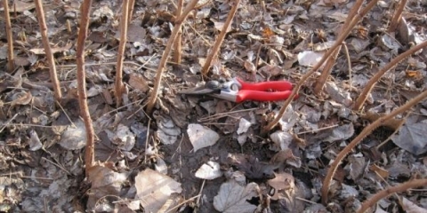 Njega maline u avgustu septembru - glavne faze