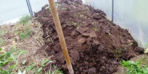 Briga o krastavcima u stakleniku