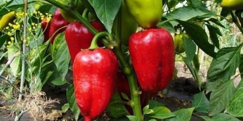 Briga o paprici nakon sadnje u stakleniku ili zemljištu