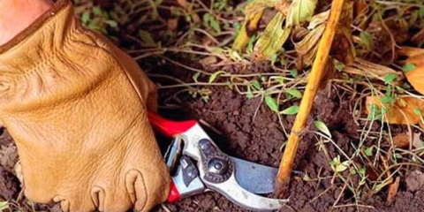 Briga o božurima nakon cvatnje u julu