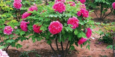 Njega božura nakon cvatnje