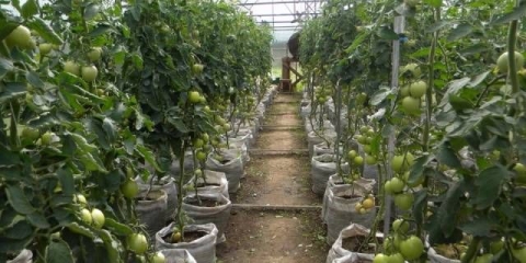 Briga za paradajz nakon sadnje u zemlju