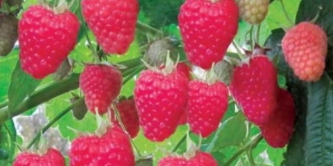 Njega remontantnih malina