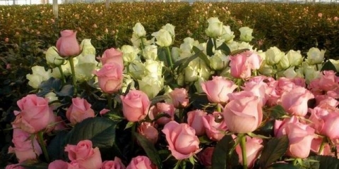 Njega ruža nakon cvatnje u ljeto