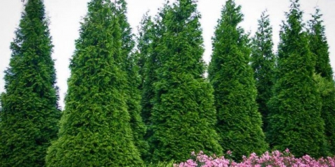 Njega tuje u proljeće: uzgoj na ulici, u vrtu, na selu, pravila sadnje i njege u predgrađima, lenjingradska regija