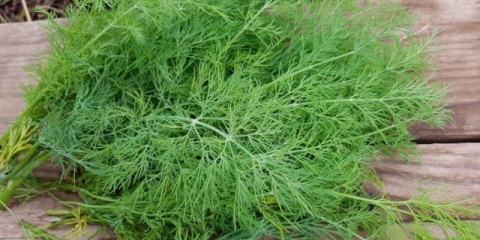 Dill diamond: recenzije + fotografije