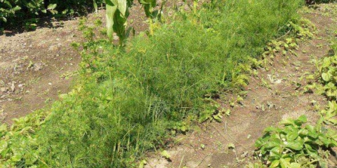 Aurora kopar: recenzije, fotografije, uzgoj