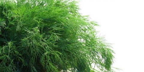 Brada monaha kopra: recenzije + fotografije