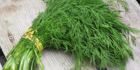 Dill gribovsky: recenzije, fotografije, sadnja i njega