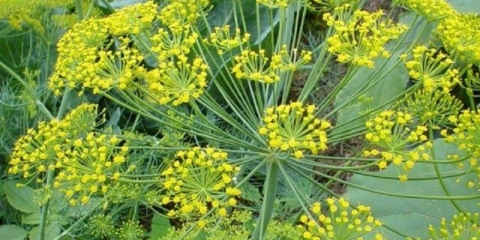 Kopar: da li je povrće ili trava, vrste i sorte (sjemenke) prema zrelosti