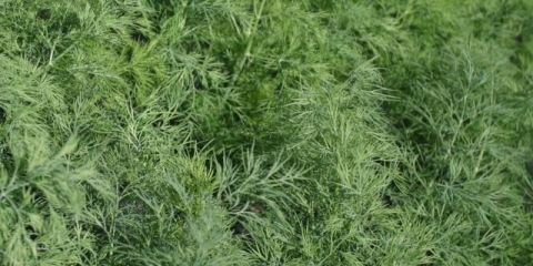 Krokodil kopar: recenzije + fotografije