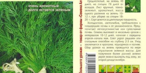 Žbunasti kopar: opis sorte