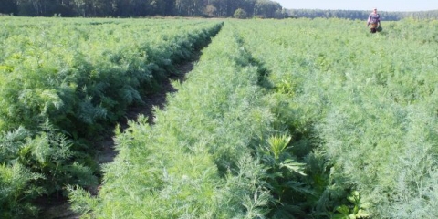 Bush kopar: sorte sa fotografijama i opisima, recenzijama