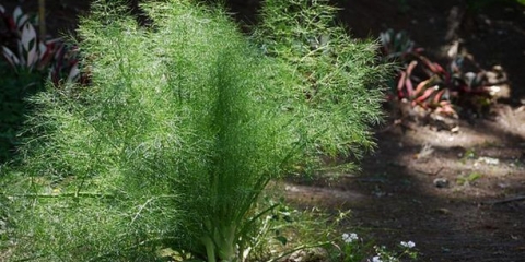 Kopar mamut: opis sorte, fotografije, recenzije