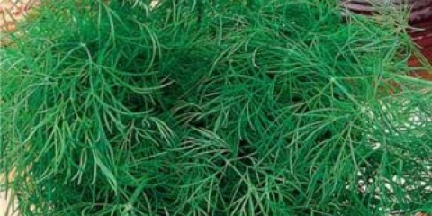 Dill superducat oe: sadnja i njega