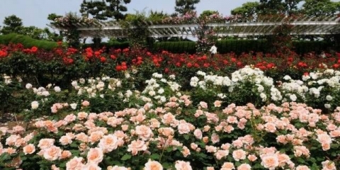 Sklonište od prskanih ruža za zimu