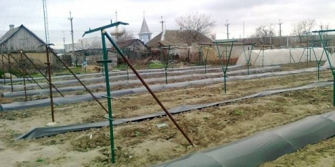 Sklonište grožđa za zimu u sibiru