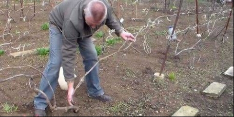 Sklonište grožđa za zimu u srednjoj traci