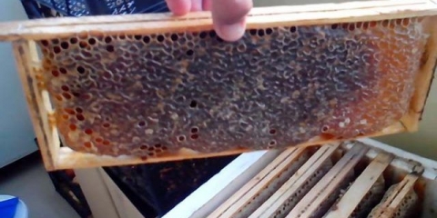 Uradi sam košnica boa constrictor, crteži