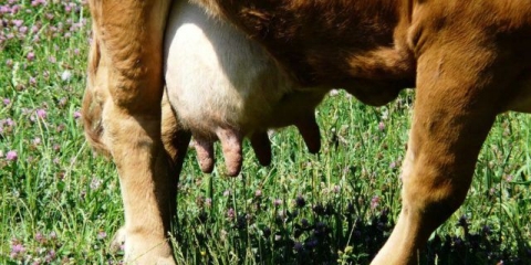 Pečat na vimenu krave: uzroci i liječenje