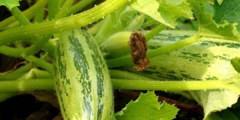 Prinosne i visokoprinosne sorte tikvica