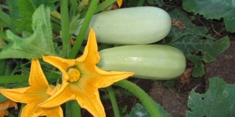 Berite sorte tikvica za otvoreno tlo