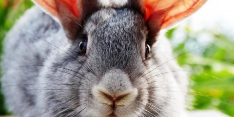 Ušne grinje kod kunića - kućno liječenje