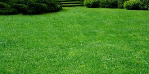 Uređaj za sjetvu travnjaka: tehnologija i njega