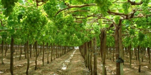 Učinite sami uređaj rešetke za grožđe - opcije i veličine, crteži