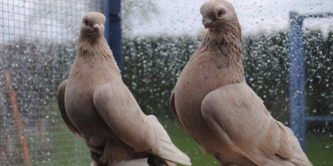 Uzbekistanski ratni golubovi: video, sorte, uzgoj