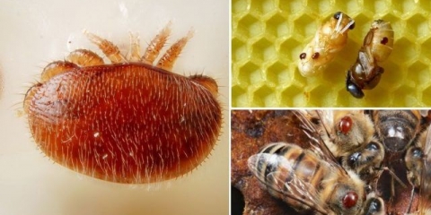 Varoatoza kod pčela: liječenje i prevencija