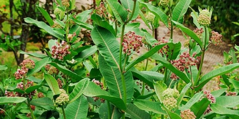 Asclepias syriaca (sirijski): fotografija, raste iz sjemena