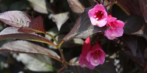 Weigela cvjeta alexandra (alexandra): fotografija i opis, recenzije