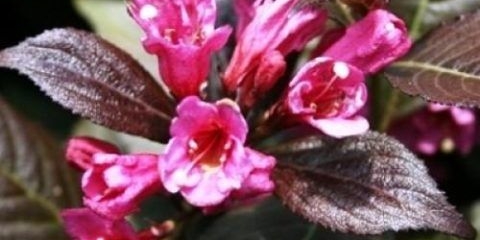 Weigela cvjeta crna minor (minor black): sadnja i njega