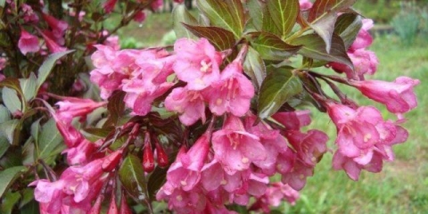 Weigela cvjeta nana purpurea (ljubičasta, nana purpurea): fotografija, opis, recenzije, reprodukcija