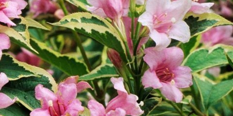 Weigela cvjeta nana variegata (šarena, nana variegata): fotografija, opis, recenzije, zimska otpornost