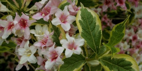 Weigela cvjetajuća sunčana princeza (sunčana princeza): sadnja i njega