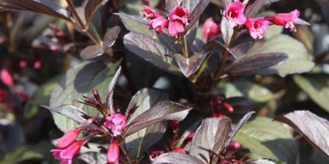 Weigela cvjetajuća victoria (victoria): fotografija, opis, recenzije, otpornost na mraz