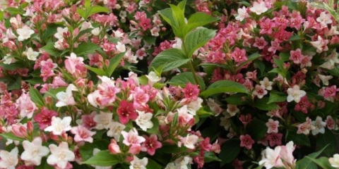 Weigela karneval (karneval): sadnja i njega