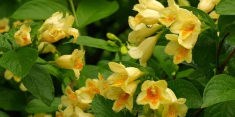 Weigela middendorff (middendorffiana): ukrasno drveće i grmlje, sadnja i njega