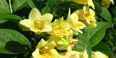 Weigela u sibiru i na uralu: sadnja i njega, sorte, karakteristike uzgoja