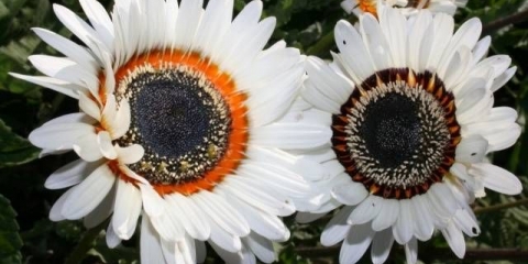 Venidium: uzgoj iz sjemena kod kuće + fotografija