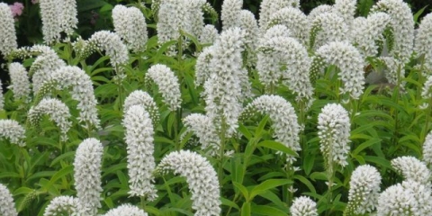 Loosestrife (đurđevak): sadnja i njega, fotografije u pejzažnom dizajnu