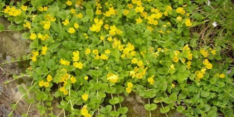Monetarni loosestrife: sadnja i njega, fotografije u pejzažnom dizajnu