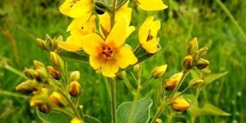 Obična labavica: fotografija i opis, sadnja i njega