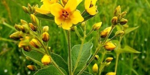 Loosestrife: sadnja i njega, fotografija cvijeća u cvjetnoj gredici