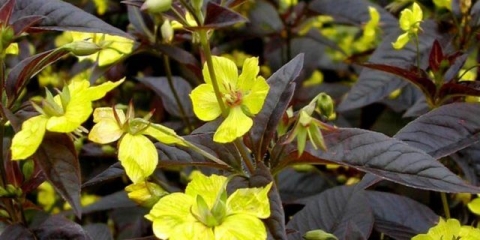 Loosestrife ciliated (lysimachia ciliata): fotografija i opis