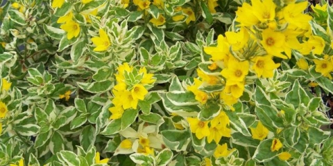 Spotted loosestrife: fotografija u pejzažnom dizajnu