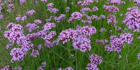 Verbena buenos aires (bonar): fotografija i opis, sorte